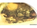 Nice Moss Bryophyta. Fossil Inclusion in Baltic amber #14895