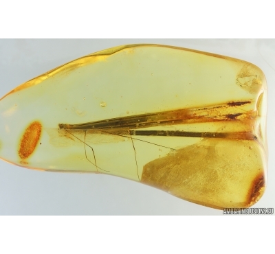 Rare 29mm Pine Needles Pinaceae. Fossil inclusions Baltic amber #14896
