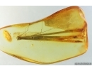 Rare 29mm Pine Needles Pinaceae. Fossil inclusions Baltic amber #14896