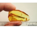 Rare 29mm Pine Needles Pinaceae. Fossil inclusions Baltic amber #14896