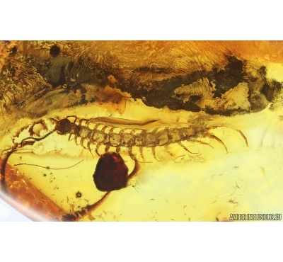 Centipede Lithobiidae and Long-legged fly Dolichopodidae. Fossil inclusions in Baltic amber #14897