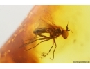 Centipede Lithobiidae and Long-legged fly Dolichopodidae. Fossil inclusions in Baltic amber #14897