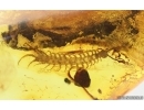 Centipede Lithobiidae and Long-legged fly Dolichopodidae. Fossil inclusions in Baltic amber #14897