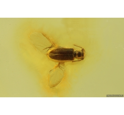Ant-like leaf beetle Aderidae Palaeocnopus. Fossil insect in Ukrainian Rovno amber #14900R