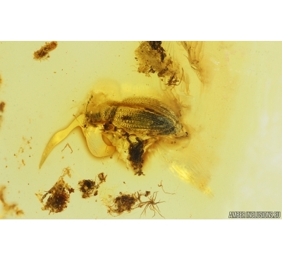 Brown scavenger beetle Latridiidae and Long-legged fly Dolichopodidae. Fossil insects Ukrainian Rovno amber #14901R