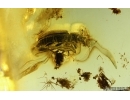 Brown scavenger beetle Latridiidae and Long-legged fly Dolichopodidae. Fossil insects Ukrainian Rovno amber #14901R