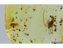 Brown scavenger beetle Latridiidae and Long-legged fly Dolichopodidae. Fossil insects Ukrainian Rovno amber #14901R