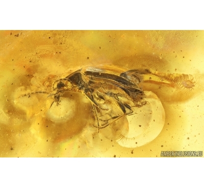 Probably Ground Beetle Carabidae, .Ants, Mites and Centipede. Fossil insects Ukrainian Rovno amber #14903R