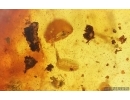 Probably Ground Beetle Carabidae, .Ants, Mites and Centipede. Fossil insects Ukrainian Rovno amber #14903R