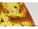 Probably Ground Beetle Carabidae, .Ants, Mites and Centipede. Fossil insects Ukrainian Rovno amber #14903R