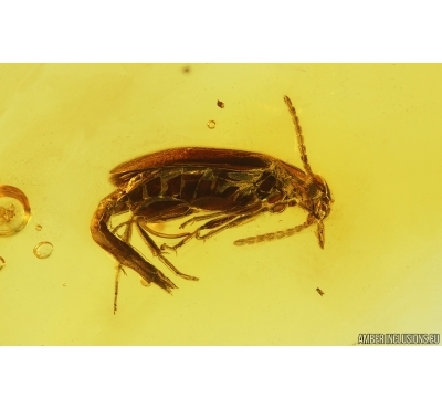 False Flower Beetle Scraptiidae. Fossil insect in Baltic amber #14904