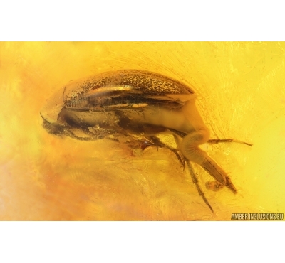 False darkling beetle Melandryidae and More. Fossil insects in Baltic amber #14905