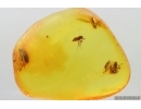 False darkling beetle Melandryidae and More. Fossil insects in Baltic amber #14905