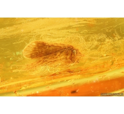 Nice Caddisfly Trichoptera. Fossil insect Baltic amber #14923