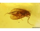 Nice Caddisfly Trichoptera. Fossil insect Baltic amber #14924