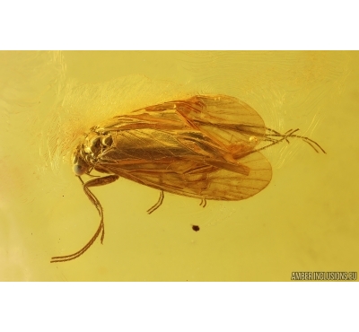 Nice Caddisfly Trichoptera. Fossil insect Baltic amber #14924
