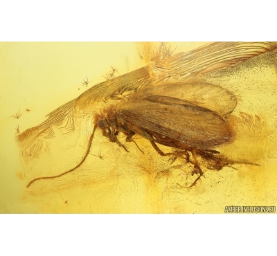 Nice Caddisfly Trichoptera. Fossil insect Baltic amber #14925