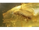 Nice Caddisfly Trichoptera. Fossil insect Baltic amber #14925