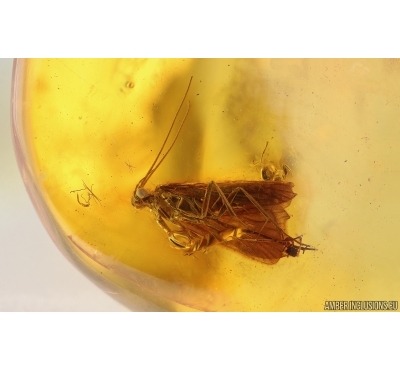 Nice Caddisfly Trichoptera. Fossil insect Baltic amber #14926