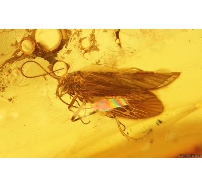 Nice Caddisfly Trichoptera. Fossil insect Baltic amber #14927