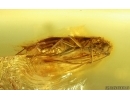 Nice Caddisfly Trichoptera. Fossil insect Baltic amber #14928
