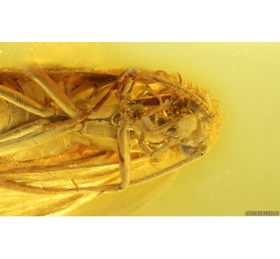Nice Caddisfly Trichoptera. Fossil insect Baltic amber #14928