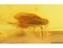 Nice Caddisfly Trichoptera. Fossil insect Baltic amber #14928