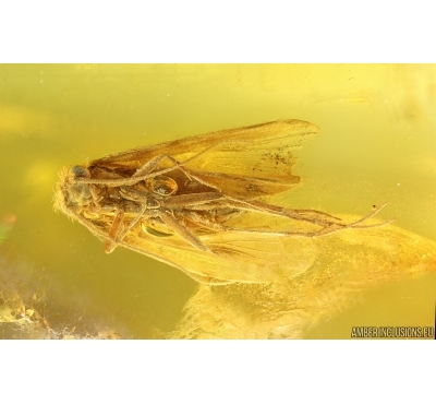 Nice Caddisfly Trichoptera and Beetle Larva. Fossil inclusions Baltic amber #14929