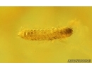 Nice Caddisfly Trichoptera and Beetle Larva. Fossil inclusions Baltic amber #14929