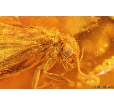 Nice Caddisfly Trichoptera. Fossil insect Baltic amber #14930