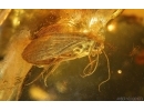Nice Caddisfly Trichoptera and Flower Fragment. Fossil inclusions Baltic amber #14931