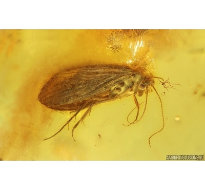 Nice Caddisfly Trichoptera and Flower Fragment. Fossil inclusions Baltic amber #14931