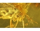 Nice Caddisfly Trichoptera and Flower Fragment. Fossil inclusions Baltic amber #14931