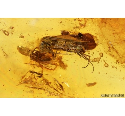 Nice Caddisfly Trichoptera,  Springtail and Long-legged Fly. Fossil inclusions Baltic amber #14932