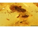 Nice Caddisfly Trichoptera,  Springtail and Long-legged Fly. Fossil inclusions Baltic amber #14932