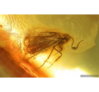 Nice Caddisfly Trichoptera and Leafhopper Nymph. Fossil inclusions Baltic amber #14933