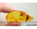 Nice Caddisfly Trichoptera and Leafhopper Nymph. Fossil inclusions Baltic amber #14933