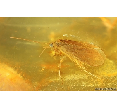 Nice Caddisfly Trichoptera and Click beetle Elateridae. Fossil inclusions Baltic amber #14934