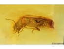 Nice Caddisfly Trichoptera and Click beetle Elateridae. Fossil inclusions Baltic amber #14934