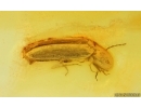 Nice Caddisfly Trichoptera and Click beetle Elateridae. Fossil inclusions Baltic amber #14934