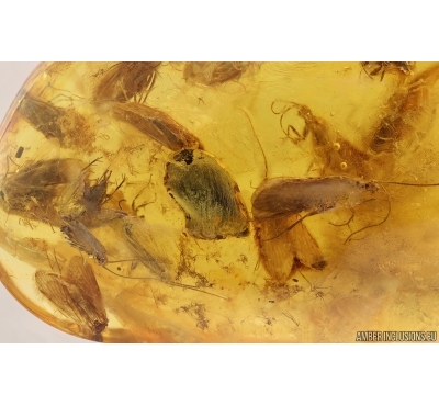 Many Caddisflies, Ants and Leaf. Fossil inclusions Baltic amber #14935