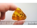 Many Caddisflies, Ants and Leaf. Fossil inclusions Baltic amber #14935