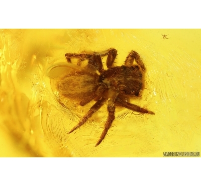 Jumping Spider Salticidae. Fossil inclusion in Baltic amber #14937