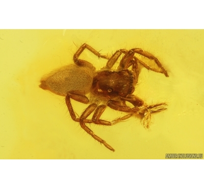 Nice Jumping Spider Salticidae. Fossil inclusion in Baltic amber #14938