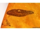 Bristletail Machilidae, Flower, Leaves, Larva, Ants and More. Fossil inclusions Baltic amber #14939