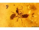 Bristletail Machilidae, Flower, Leaves, Larva, Ants and More. Fossil inclusions Baltic amber #14939
