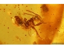 Bristletail Machilidae, Flower, Leaves, Larva, Ants and More. Fossil inclusions Baltic amber #14939