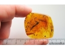 Bristletail Machilidae, Flower, Leaves, Larva, Ants and More. Fossil inclusions Baltic amber #14939
