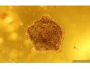 Bristletail Machilidae, Flower, Leaves, Larva, Ants and More. Fossil inclusions Baltic amber #14939