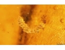 Bristletail Machilidae, Flower, Leaves, Larva, Ants and More. Fossil inclusions Baltic amber #14939